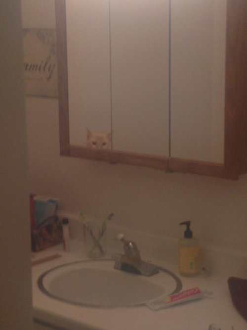 catsamazing:My wife was getting out of the shower and saw this…