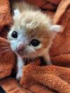 dykefagsupreme:dykefagsupreme:favorite genre of cat is those skrinkled little orange