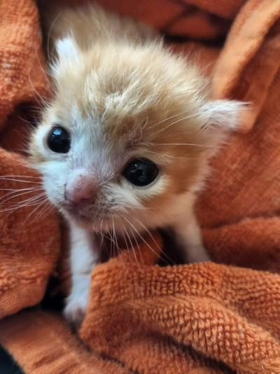 dykefagsupreme:dykefagsupreme:favorite genre of cat is those skrinkled little orange