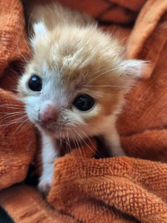 dykefagsupreme:dykefagsupreme:favorite genre of cat is those skrinkled little orange
