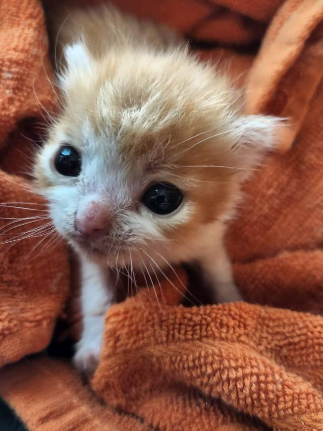 dykefagsupreme:dykefagsupreme:favorite genre of cat is those skrinkled little orange