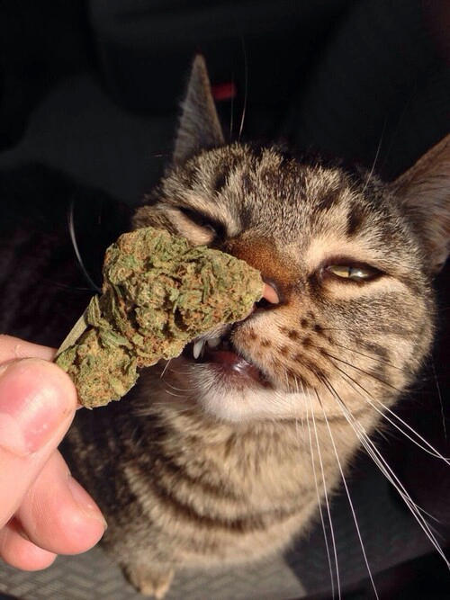 420-things-I-love