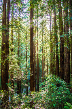 i-hate-the-beach:   nordvarg:  Muir Woods Sequoia by Chantel Sannicolas Photography on Flickr.     wow