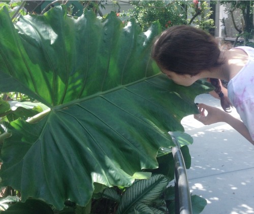 honeyveined:  remember when I kissed this giant leaf 