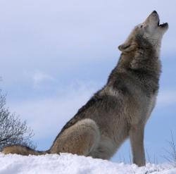 beautiful-wildlife:  Wolf In Snow by FL