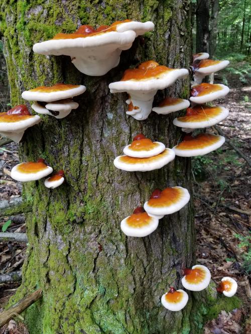 reishidreams:A stellar red reishi flush from New England.