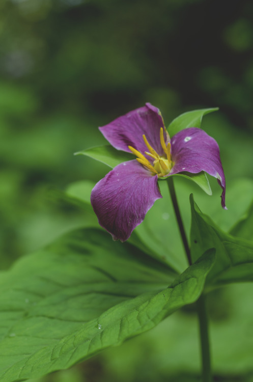 Western Trillium (trillium ovatum)