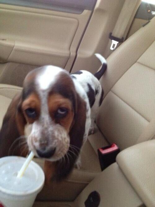 Stoner