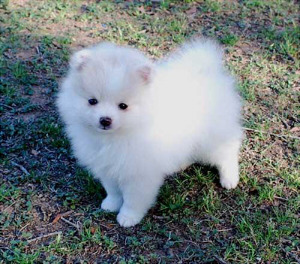noxiousfish: q2k:  samoyeds are really just stage-3 evolutions of pomeranians. Unevolved pomeranian American eskimos are the awkward stage 2 evolution Final evolution is samoyed. Ancient legendary pokemon.   Great Pyrenees- Mega Evolution 