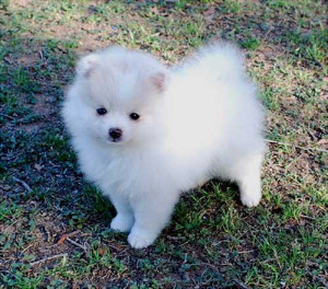 noxiousfish:  q2k:  samoyeds are really just stage-3 evolutions of pomeranians. Unevolved