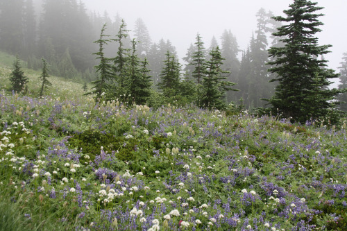 90377:Mt Rainier, Washington Stateby Filemon & Mickey