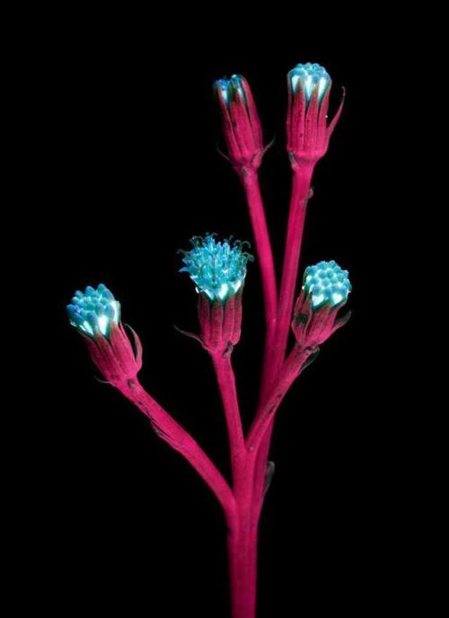 Fluorescing flowersInsect&rsquo;s eyes can see in UV wavelengths, giving them a wider view of li