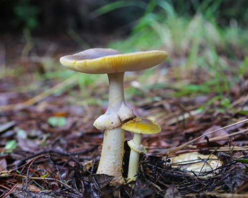 steepravine: Yellow Amanita Duo This was pretty awesome to come across, it would be very easy to ant