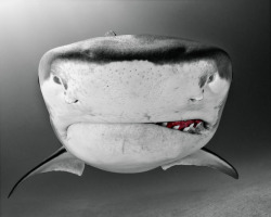 actegratuit:  Todd Bretl, underwater photography