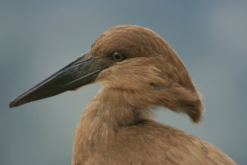 thalassarche:Hamerkop (Scopus umbretta) - photo by Antsy Bee