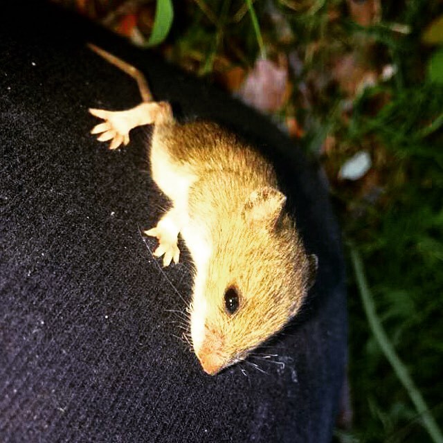 Saved a baby mouse from running into the fire!