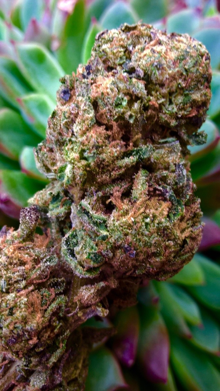 shelovesplants:Wake up to bake up 💜💨💜💨💜💨💜