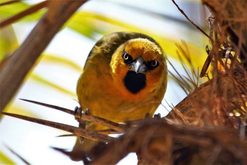 Spectacled Weaver (Ploceus ocularis)© Justin Goldberg