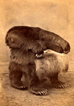 The Grizzly-Bear Chair, presented, Sept. 8, 1865, to Andrew Johnson, President U.S., by Seth Kinman, the California Hunter and Trapper.