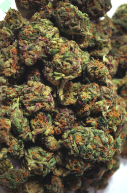 thekushtribe-deactivated2015062:  FruityJOIN THE TRIBE 