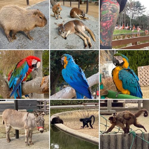 Day 17, Fukuoka. #Birbs #Kangaroos #Animals #Japan #Fukuoka #UminonakamichiSeasidePark #FukuokaTower