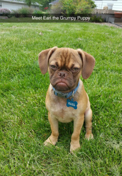 raveyrai:  charlibaltimore:   anotherhippie:   tastefullyoffensive:  Earl the grumpy puppy. (photo via doo1717)  Omfg cute.   He looks like Ron Swanson  I did the thing. Y’all welcome. 