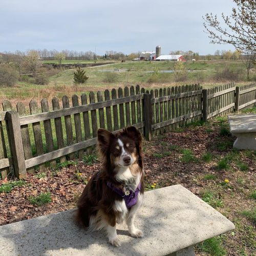 Pretty girl who always poses for me. #miniaussie #hikingdogs #dogsofinstagram  www.instagram