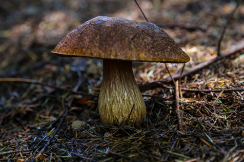 steepravine:Beautiful Boletus Fibrillosus In SituThese beautiful mushrooms are in the porcini clade 