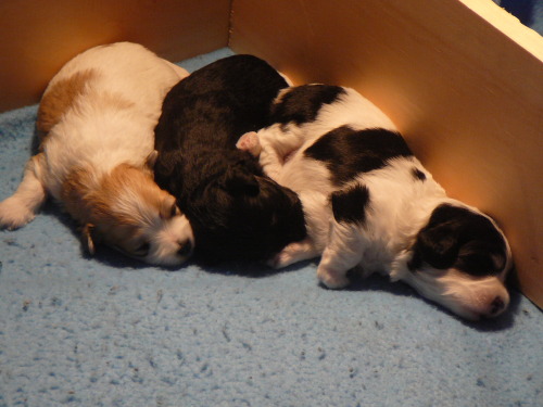 i found a picture of cookie (far right) as a puppy with her siblings 