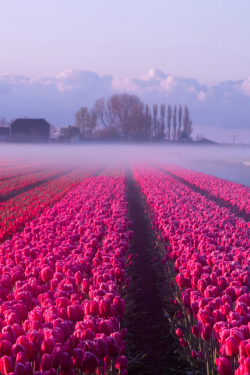 tulipnight:  My tulip fever by Elena Jongman