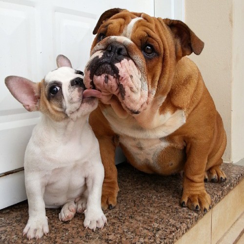 batpigandme:I’m so glad you’re here…it helps me realize how beautiful my world is! #englishbulldog #
