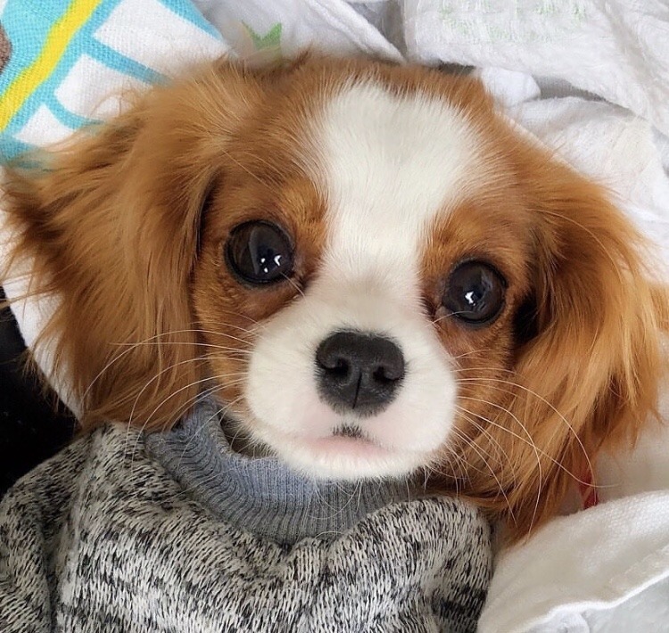 friendly-animals: (Source) 