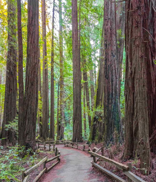 americasgreatoutdoors:The large trees at Muir Woods National Monument in California are coastal redw