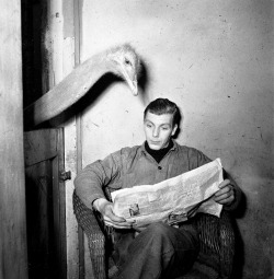 Ostrich reads newspaper of caretaker, 1951.