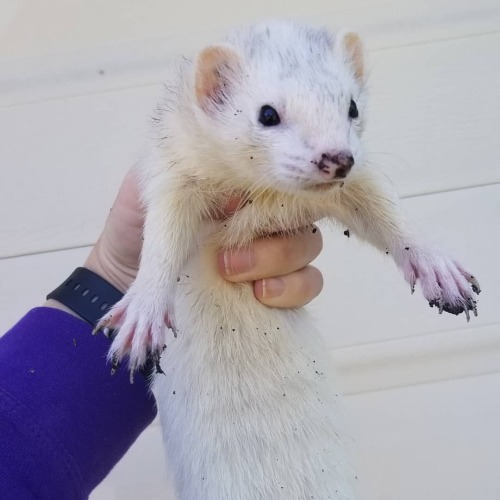 I love this little rat baby so much . . . #austintexas #atx #ferretsofinstagram #ferret #catsnake