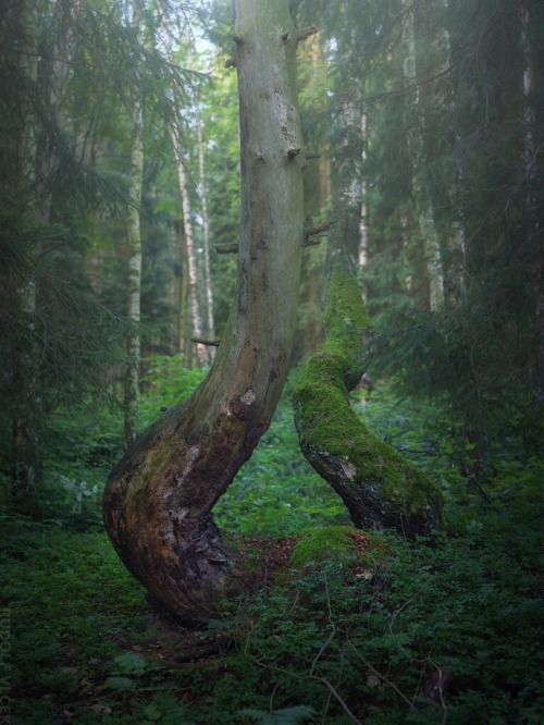 rudolfvlcek:Forest