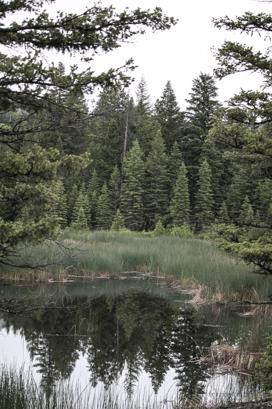 A forest reflection in the high country, Beartooth Plateau, Wyoming: (c) riverwindphotography, July, 2019