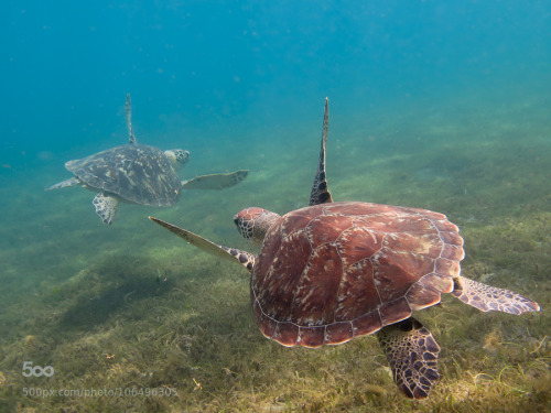 ‘Green Turtle’ (Green Turtles in the Cousteau Marine Park) Guadeloupe ***EXPLORE the CaribbeanFacebo