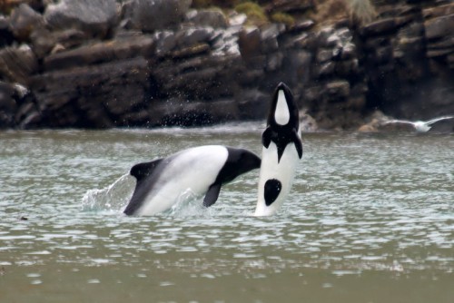 uakari:A pair of Commerson’s dolphins (Cephalorhynchus adult photos