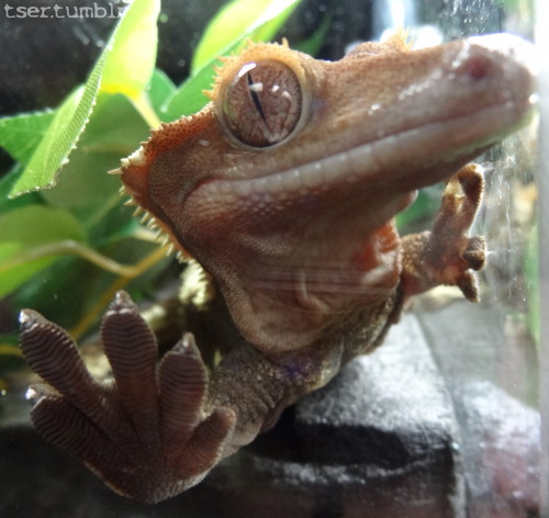 tser: Everyone agrees Eclipse is a beautiful gecko. mlem