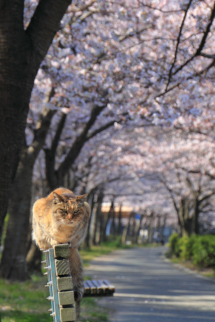 agoiros:桜猫 - sakura cat 07 by tk78000u on Flickr.