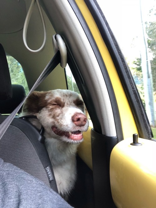 mocha getting her kicks in the backseat of the beetle