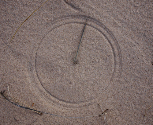 coolthingoftheday:In this photograph by David Marvin, a piece of windswept grass creates a perfect circle in the sand.