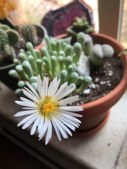 allmyplants: Baby Toes in bloom 8.7.18