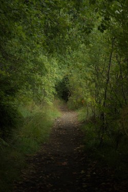 morganathewitch:A beautiful tree tunnel~