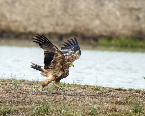 Eastern Imperial Eagle (Aquila heliaca) >>by Godwin