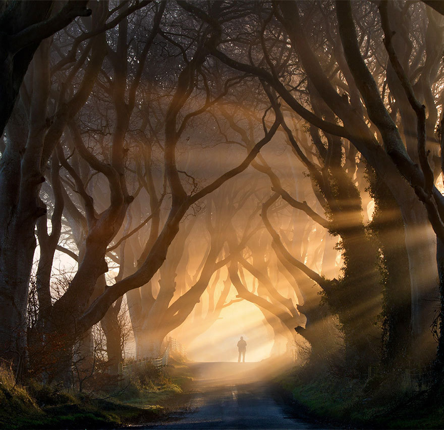 classiclinds:  ladyinterior: Magnificent Trees Around the WorldThese are the most