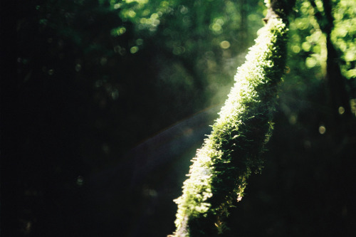 mystic-revelations:Cinematic ForestBy Margot Gabel