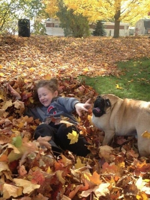 karlmarxofficial:  catbountry:  Pugs.  are pugs even real or did someone just dream