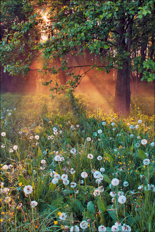 Sex expressions-of-nature:  Good morning, Spring! pictures